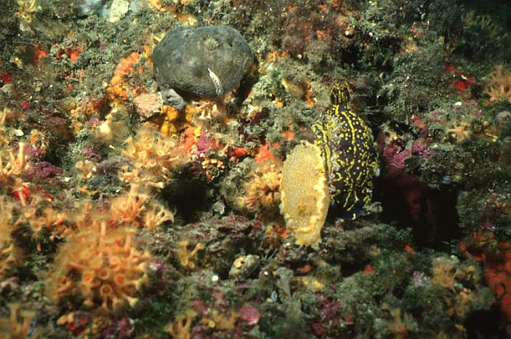 25 Hypselodoris Webbi.jpg